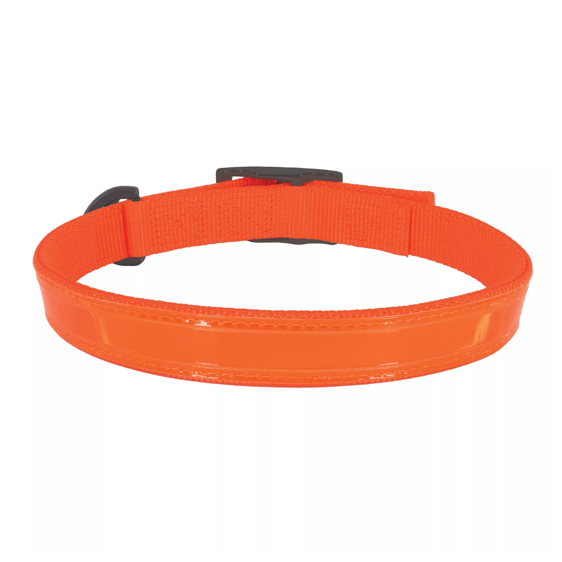Orange dog collar on a white background