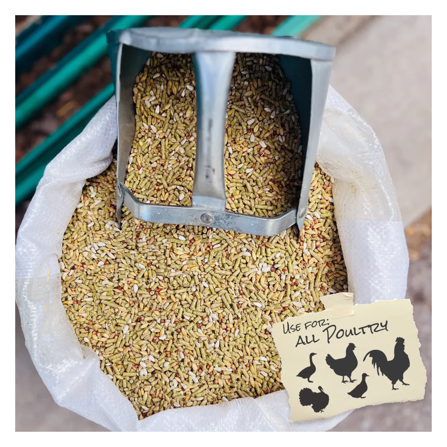 Bag of poultry feed with a scoop and a label indicating use for all poultry.